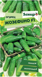 Семена огурца SEMINIS ЖОЗЕФИНО F1