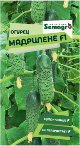 Семена огурца SEMINIS МАДРИЛЕНЕ F1