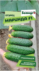 Семена огурца SEMINIS МАРИНДА F1