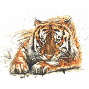 Фотообои Симфония Bellissimo Амурский тигр 139,8х139,8 см