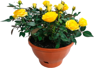 Растение  Роза Кордана   микс D22