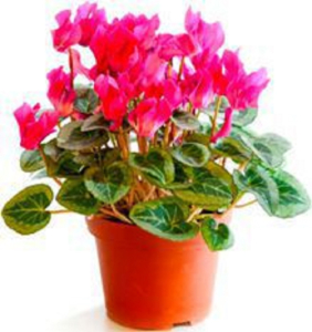 Растение  Цикламен  D13 Н30